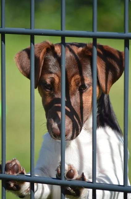 dog behind bars