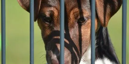 dog behind bars